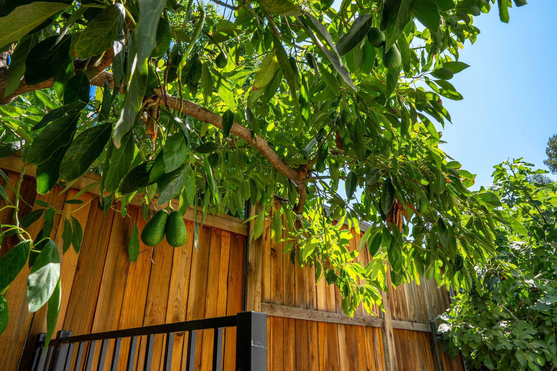 44) EXTERIOR-ADVOCADO TREE.jpeg