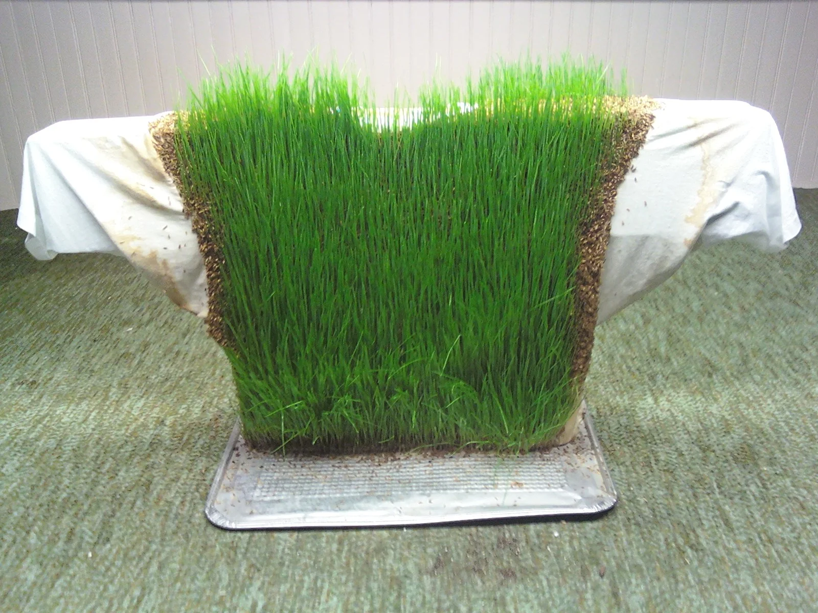 Monoculture