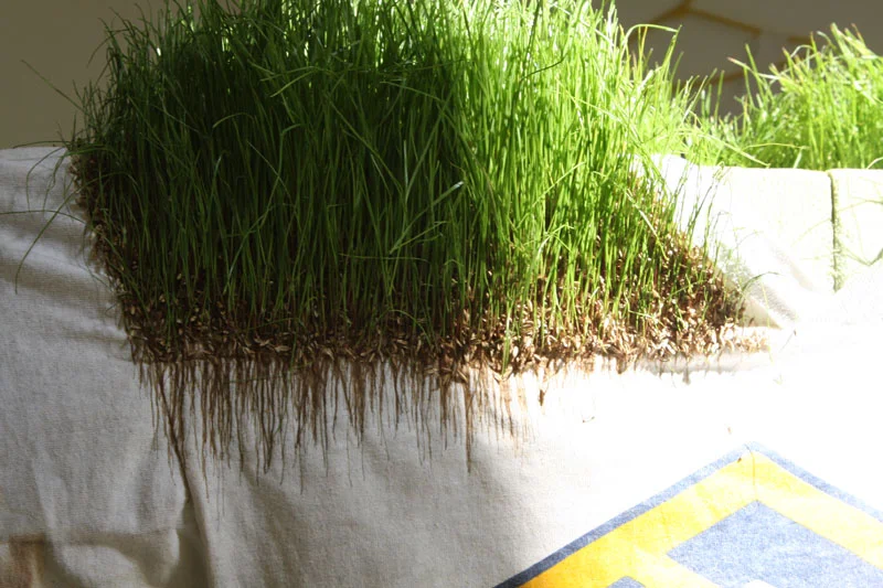Monoculture, detail