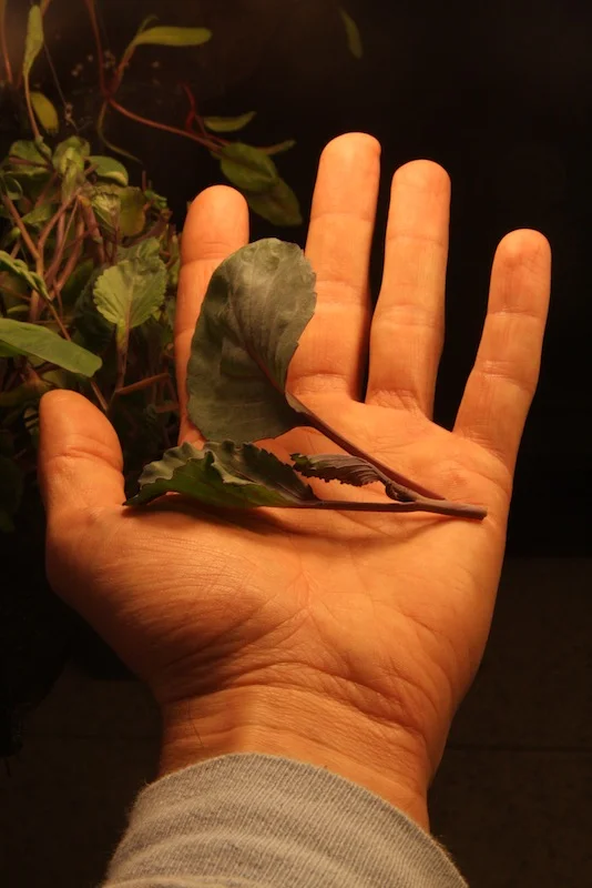 Harvesting Leah Gauthier's lettuce