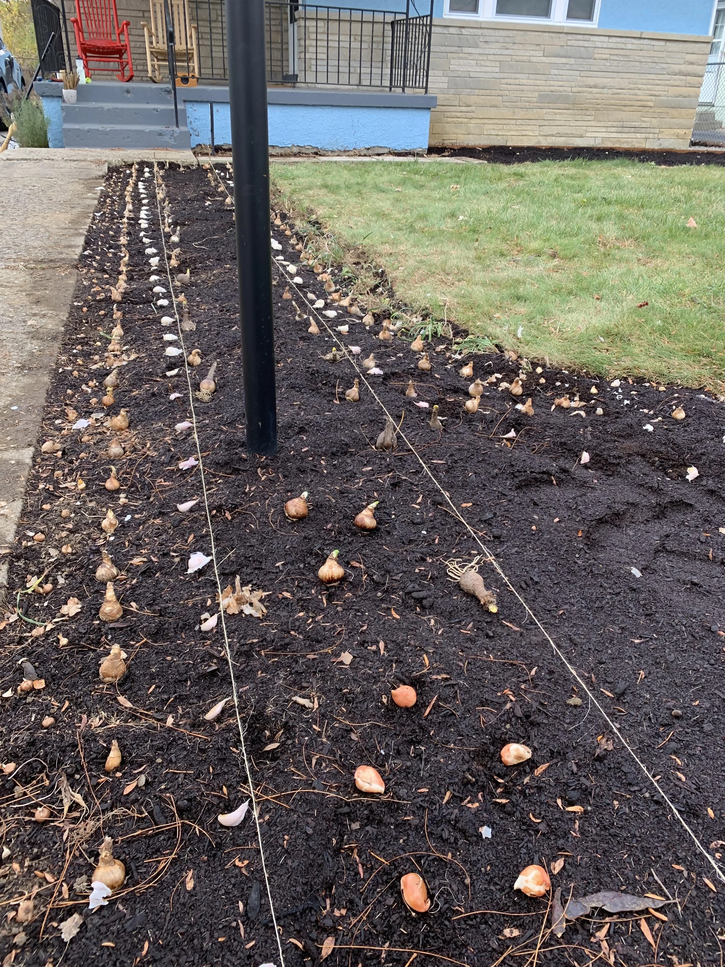 I planted garlic, daffodils, resurrection lilies, and other spring bulbs inadvertently unearthed during the landscaping process