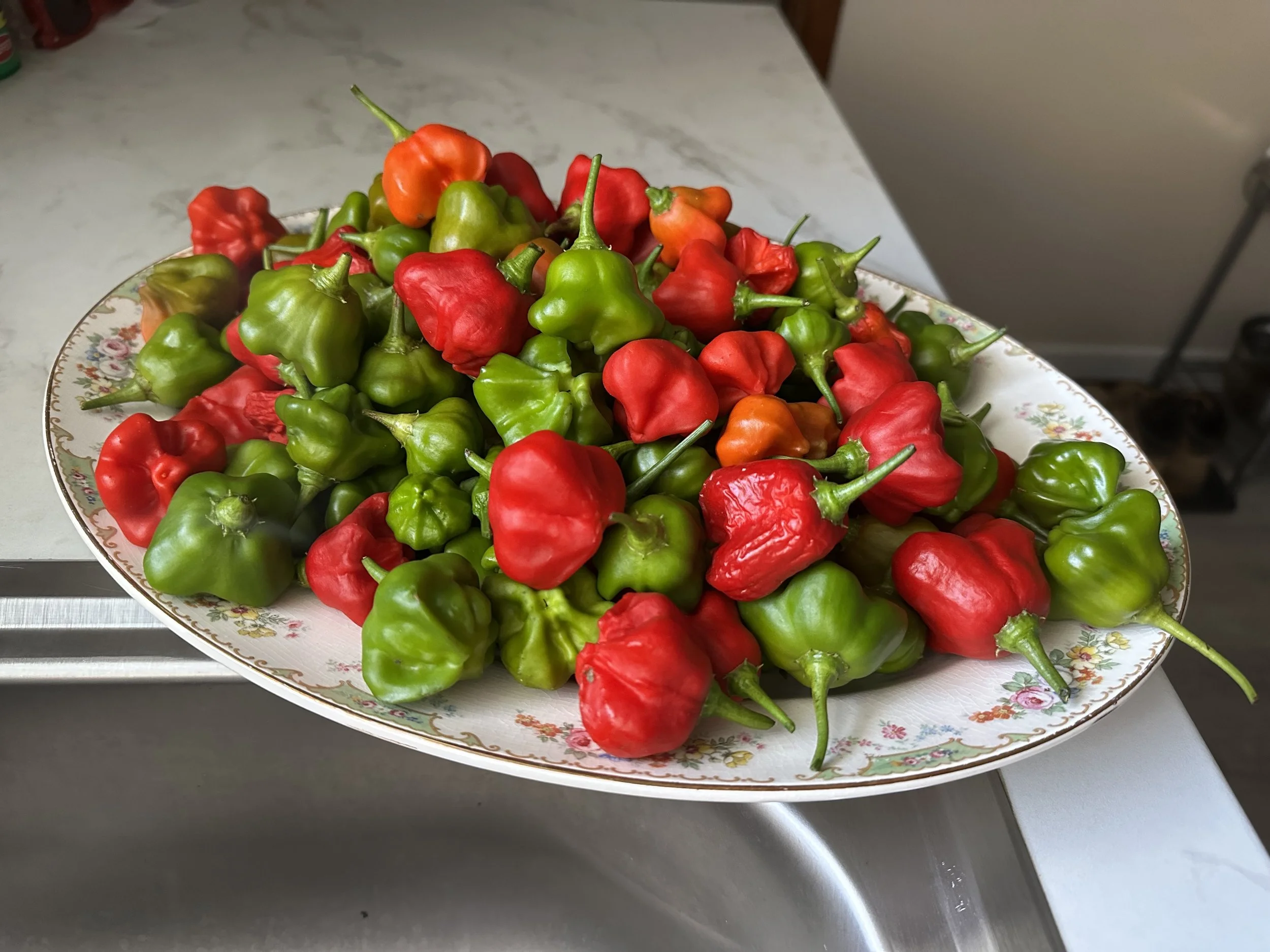 Bishop's Cap peppers, seeds were gleaned from a local park