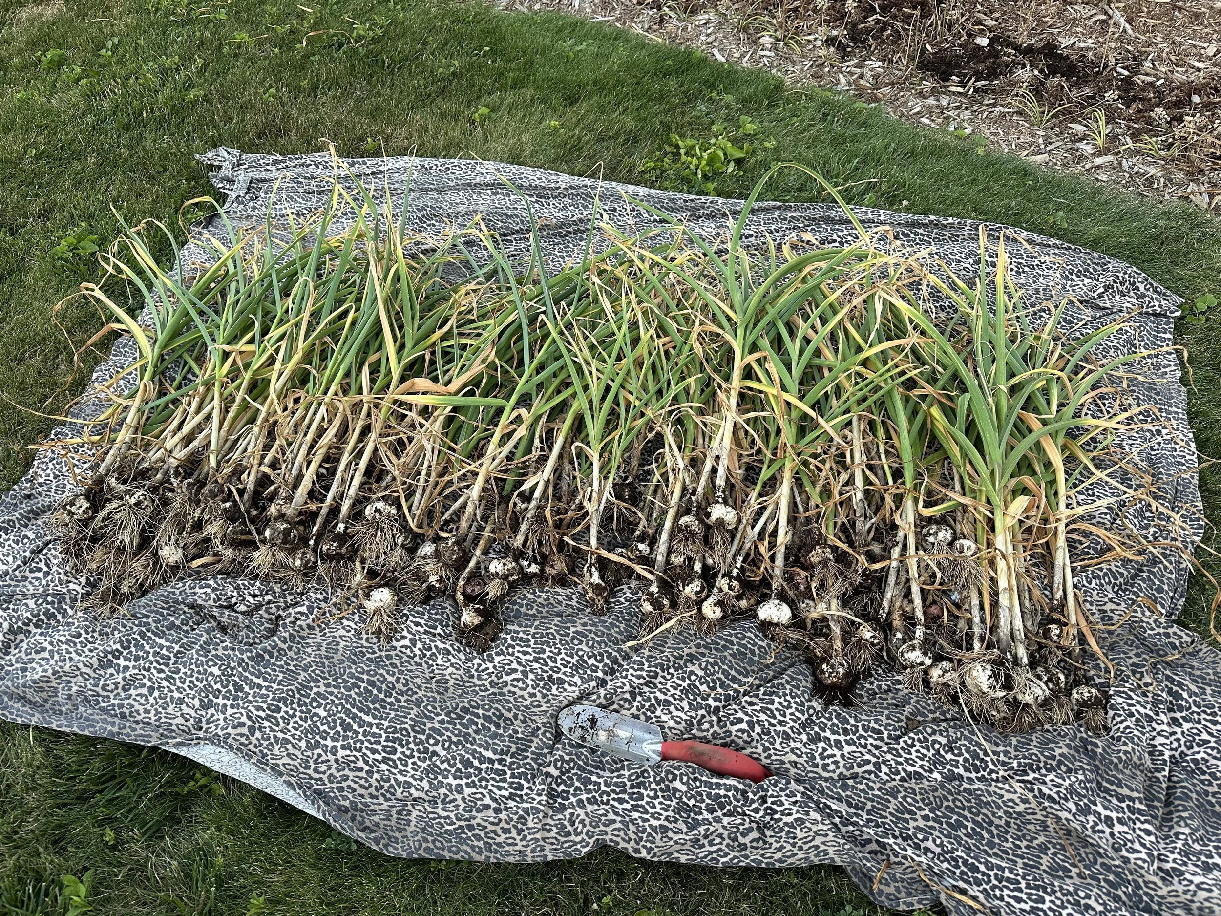 The following summer (2024), I had enough garlic for my annual supply, a braid of 1 dozen each for all of my neighbors up the street, and a nice selection large “seed cloves” for the coming year.