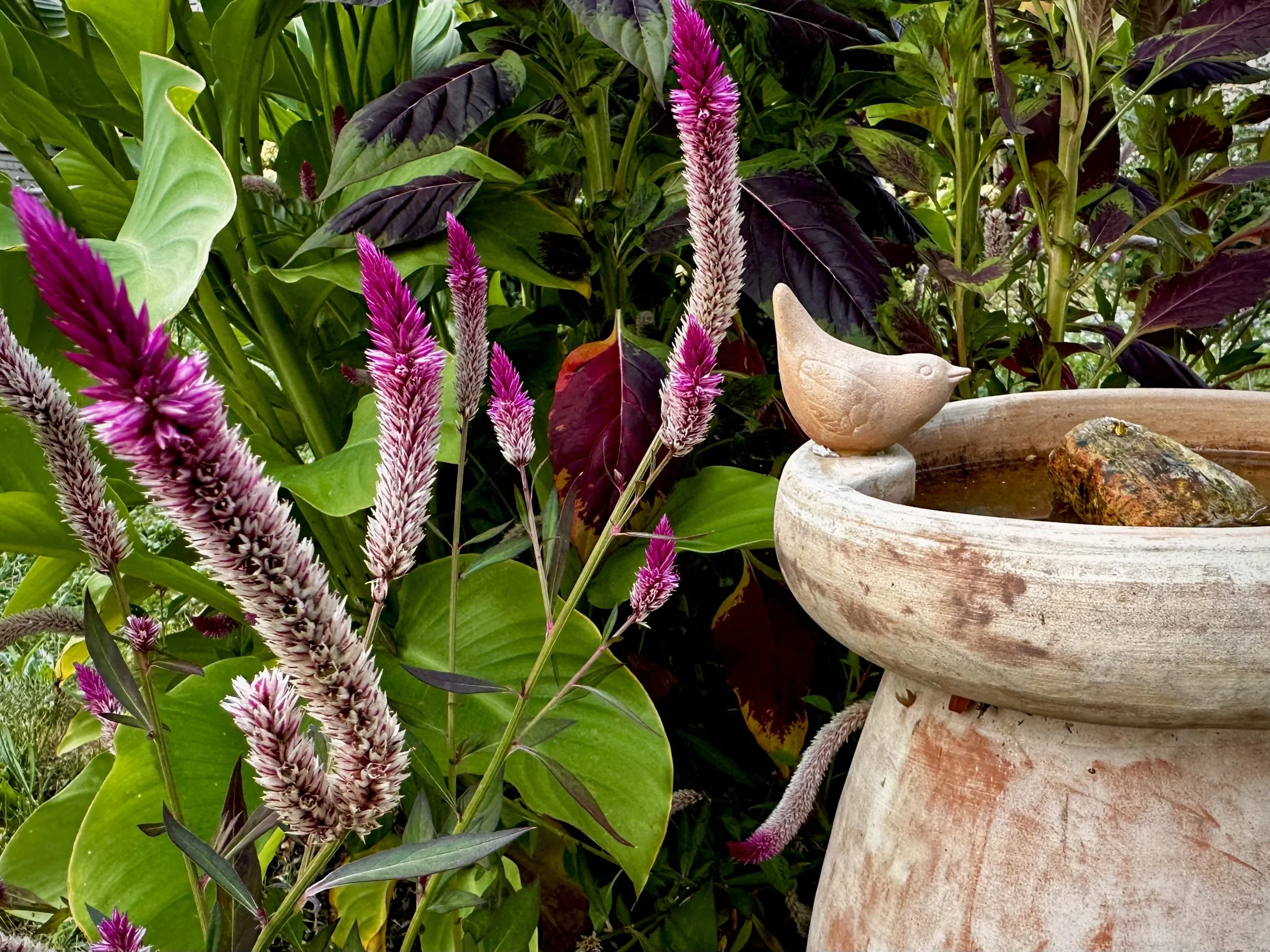 I gleaned seeds for this amaranth from a nearby park.