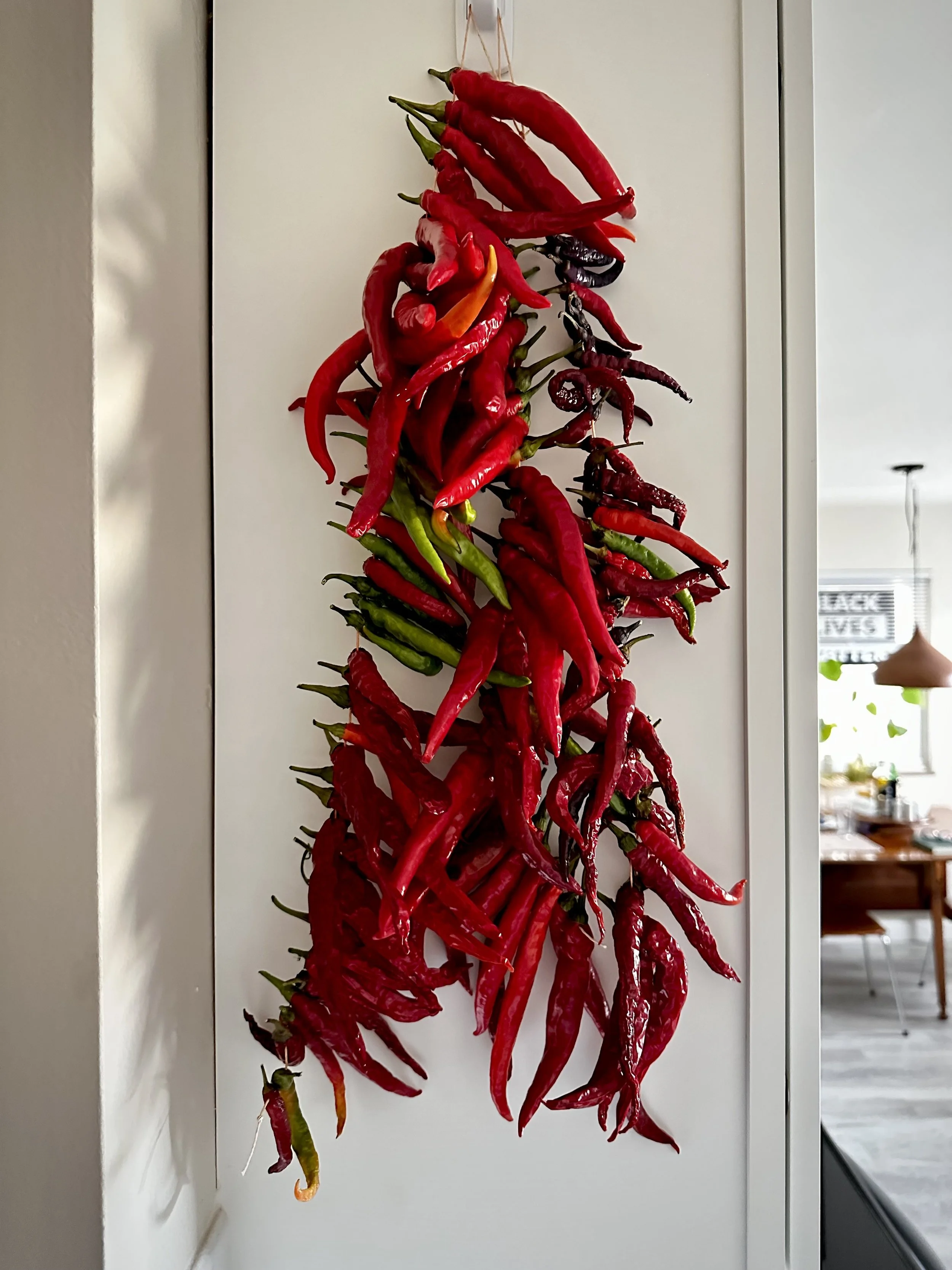 A mix of hot peppers that I will soon crush into flakes.