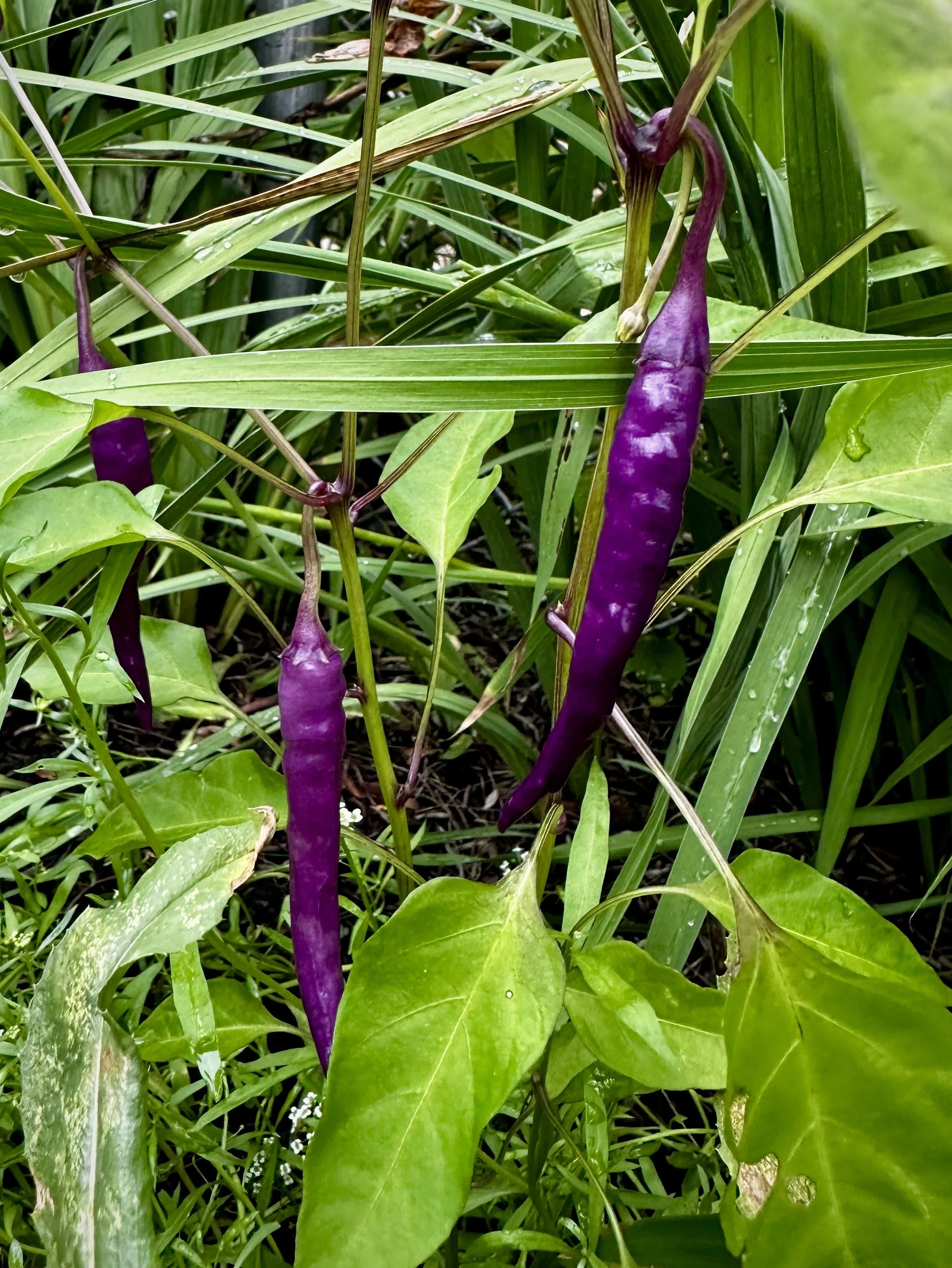 I grow hot peppers amongst the flowers out front.