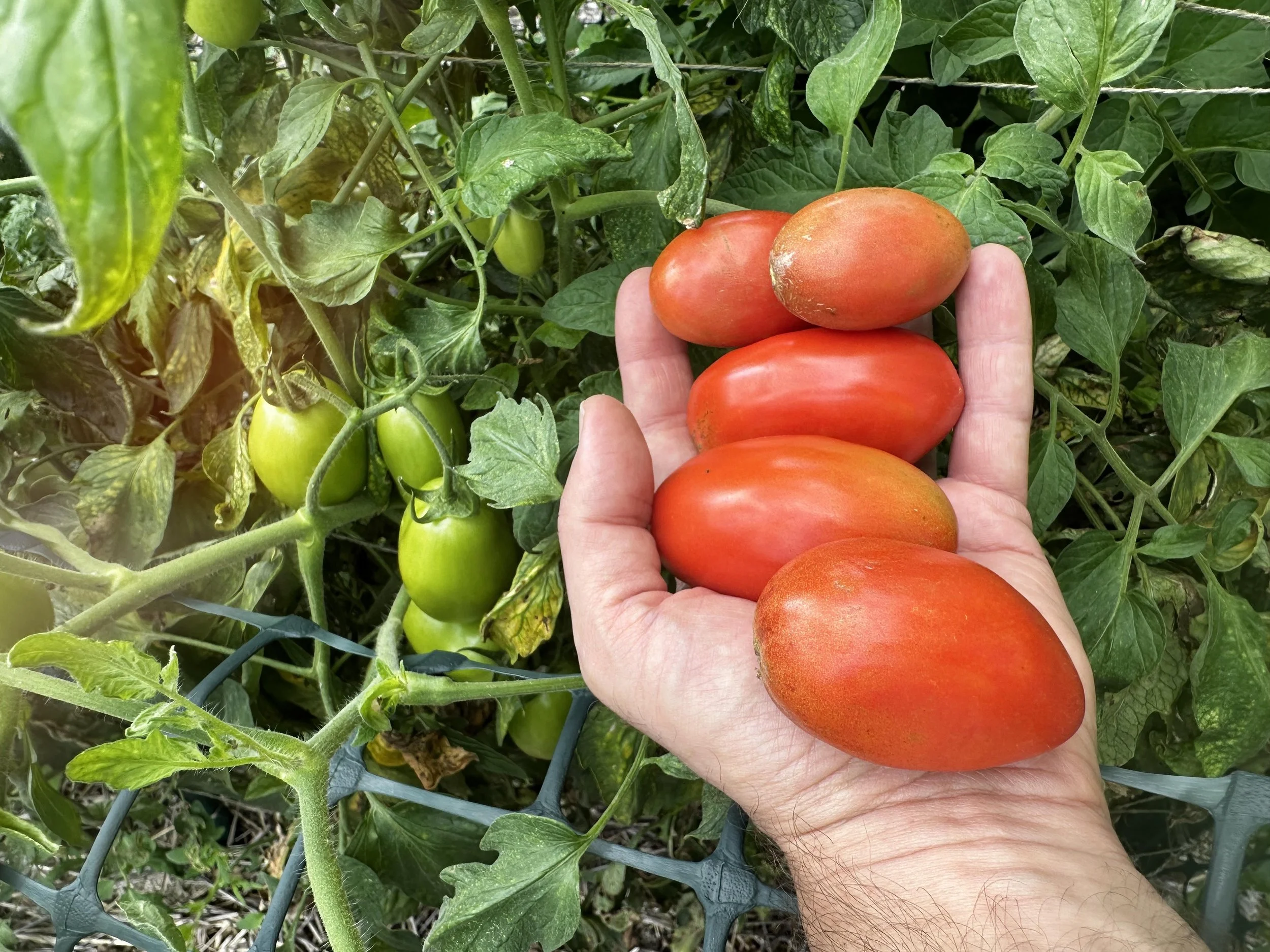 The tomatoes provided multiple harvests from which I made many jars of sauce and paste.