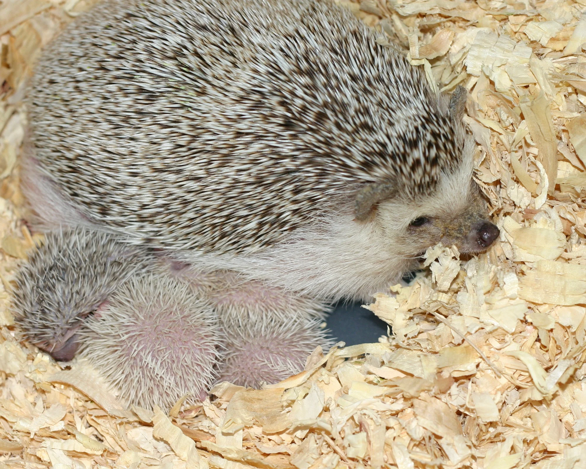 Babies, prices, and litters! — Hamor Hollow Hedgehogs