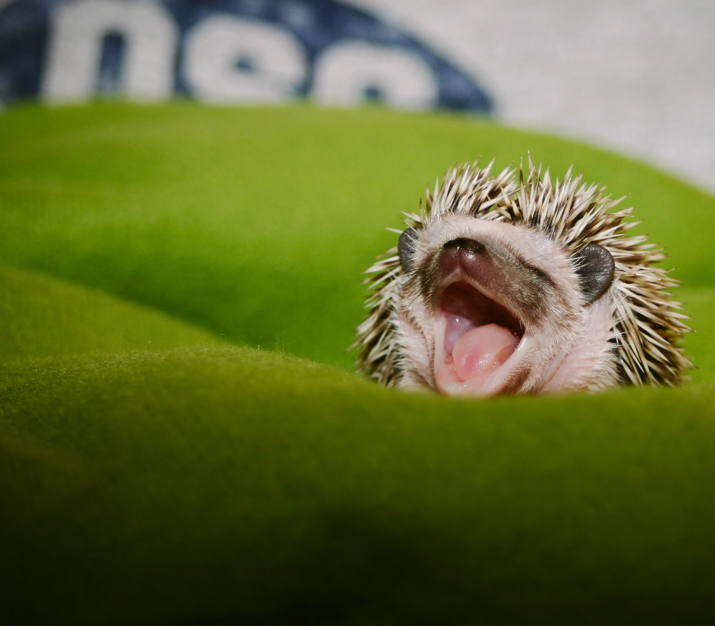 hedgehog care cost