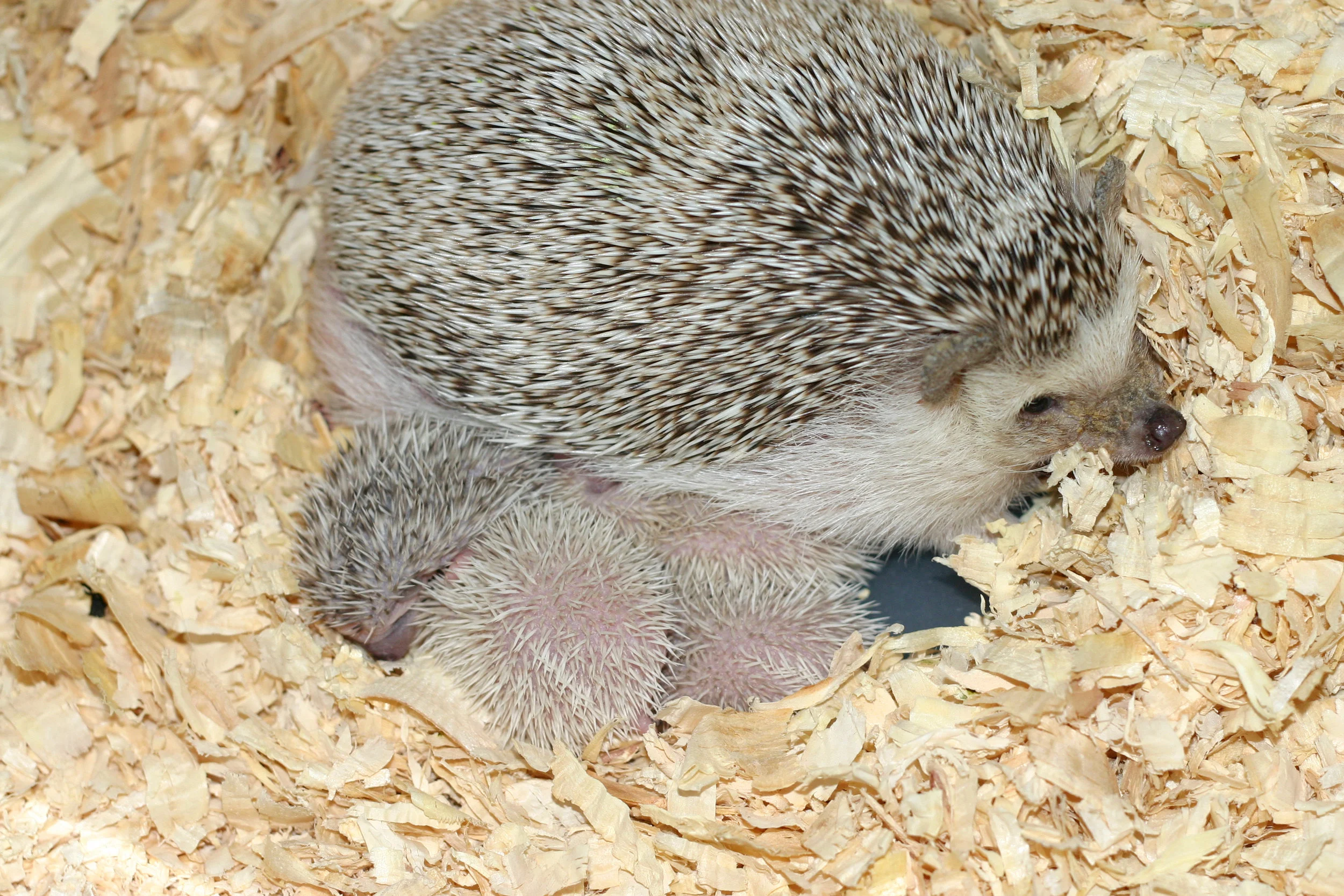 hedgehog care cost