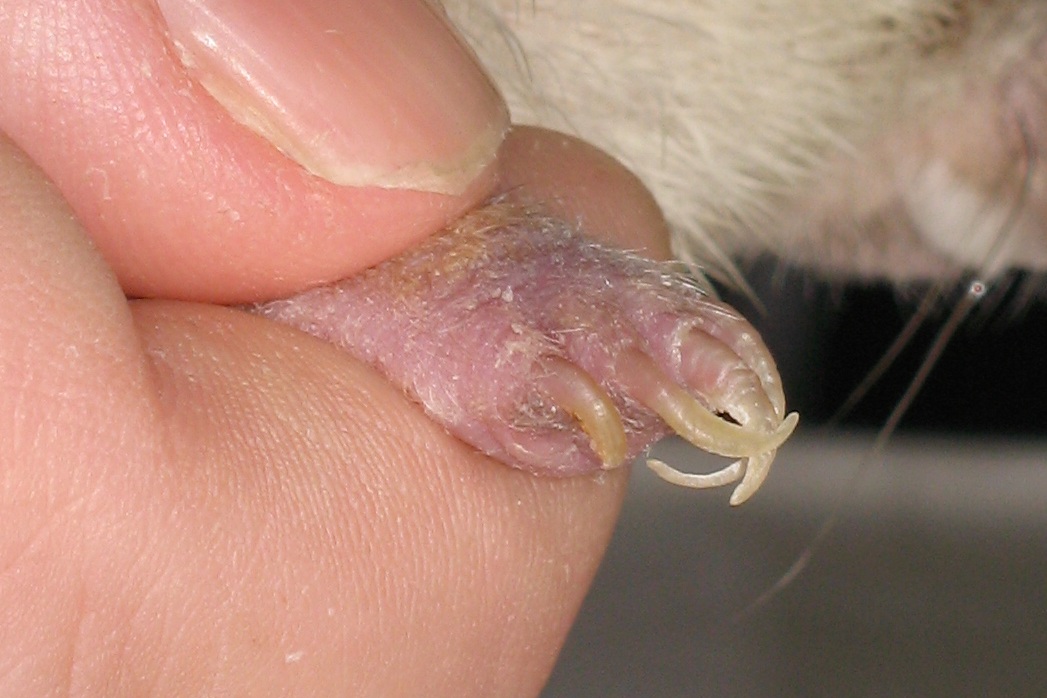 20070726-222500-HAH-Hedgehog_Bathing_and_Nail_Clipping-Featured.jpg