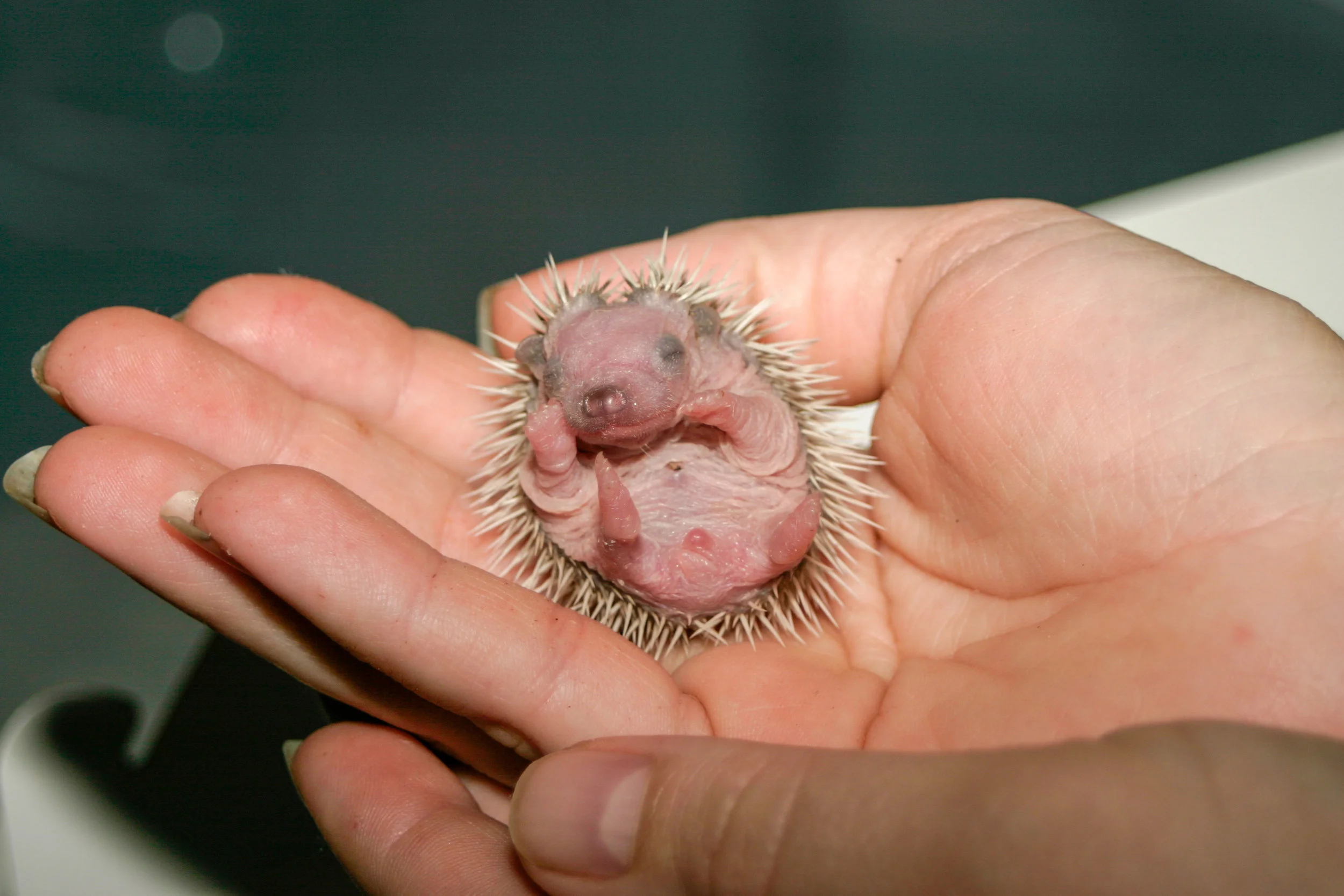 Watch me grow Baby hedgehogs growing up! — Hamor Hollow Hedgehogs