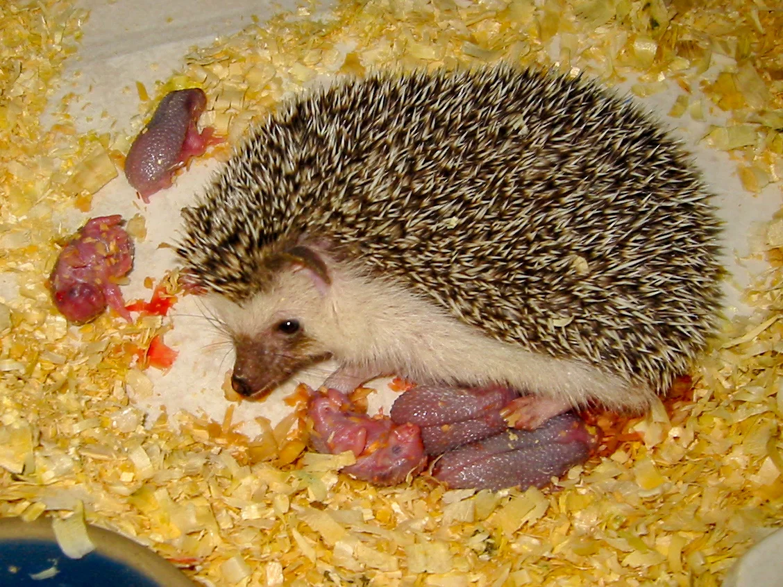 African Pygmy Hedgehog Babies Fuzzypeg A Six Month Old African Pygmy