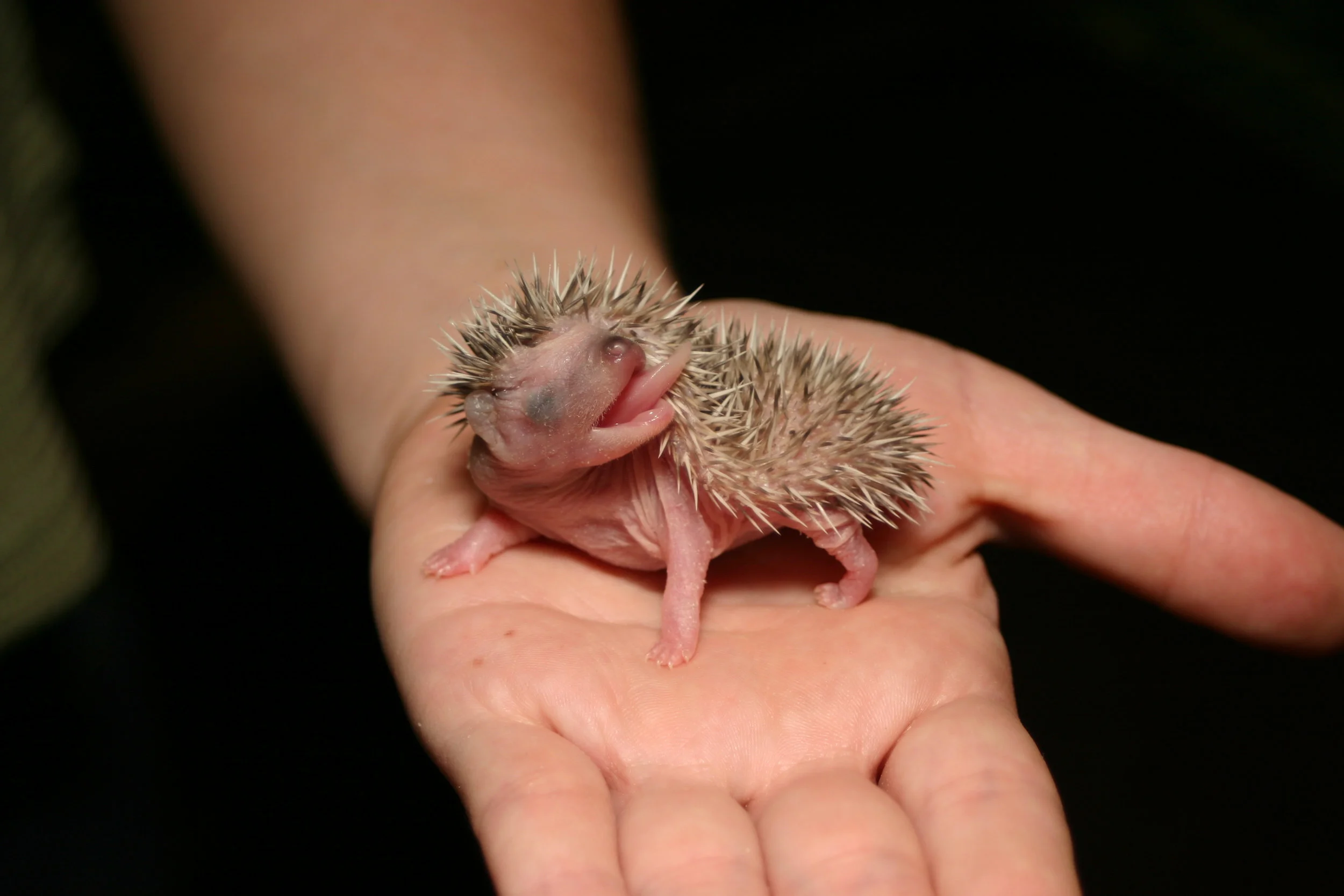 Watch me grow Baby hedgehogs growing up! — Hamor Hollow Hedgehogs
