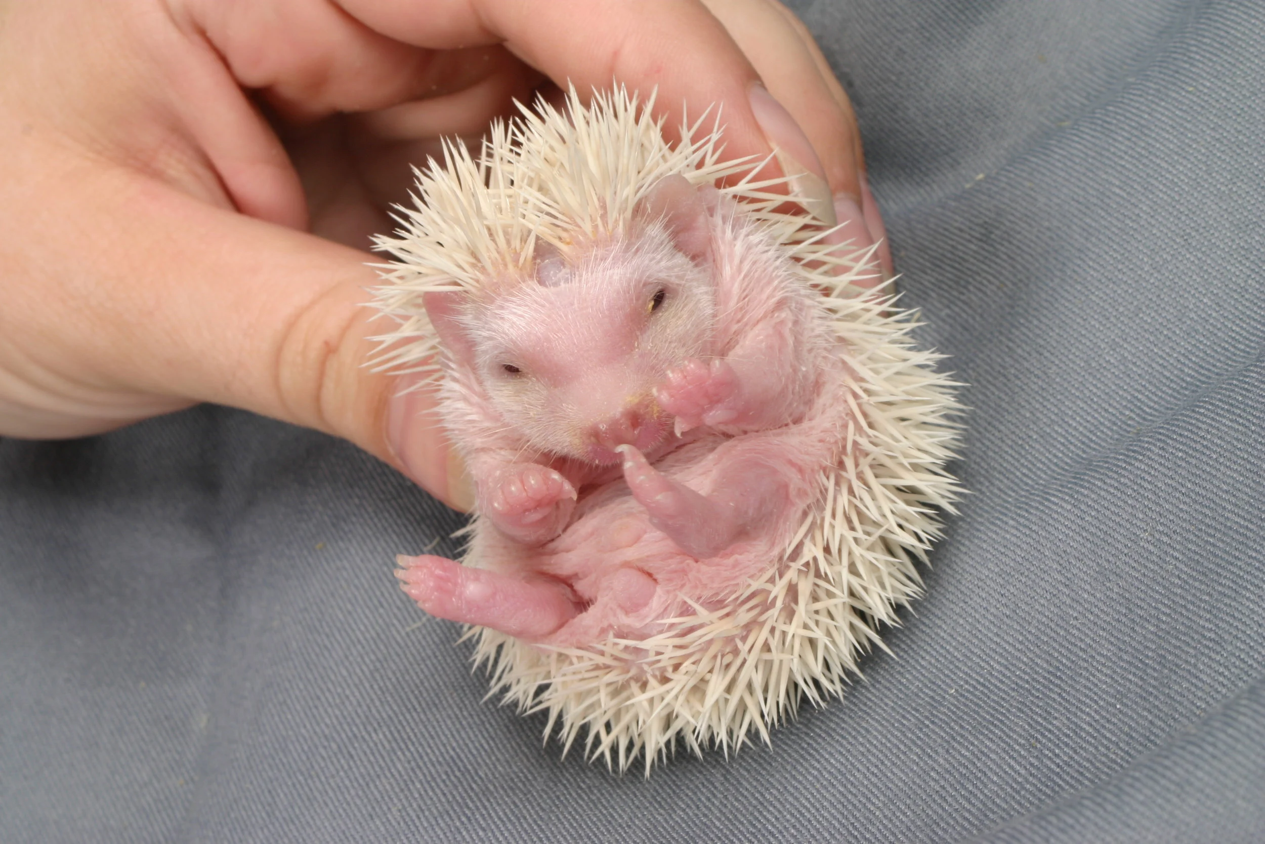 African Pygmy Hedgehog Babies Fuzzypeg A Six Month Old African Pygmy