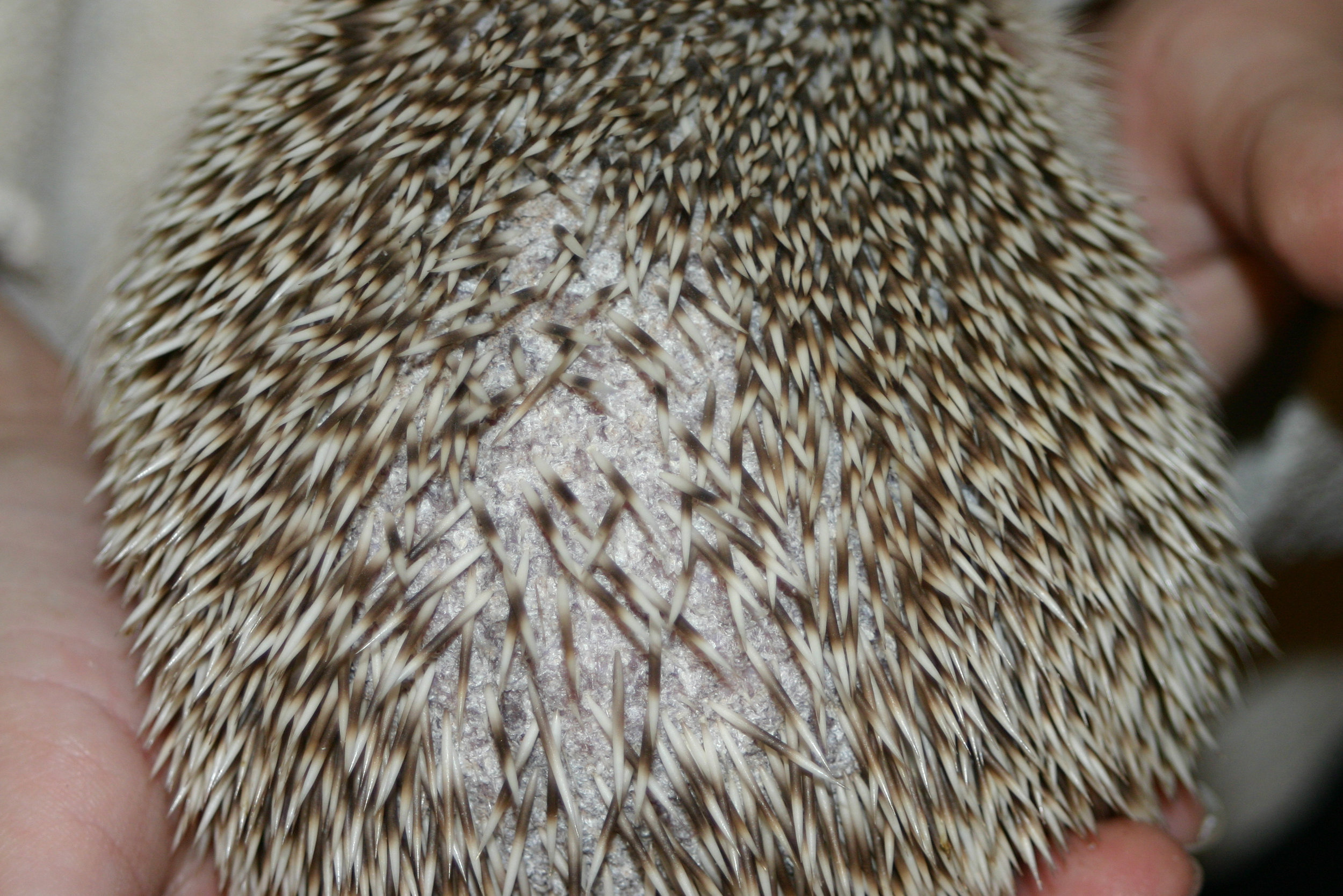 Quill loss due to mites