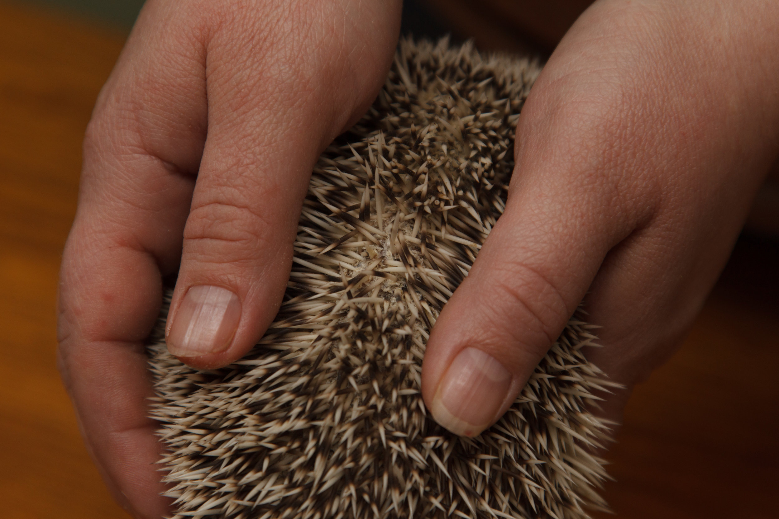 Quill loss due to mites