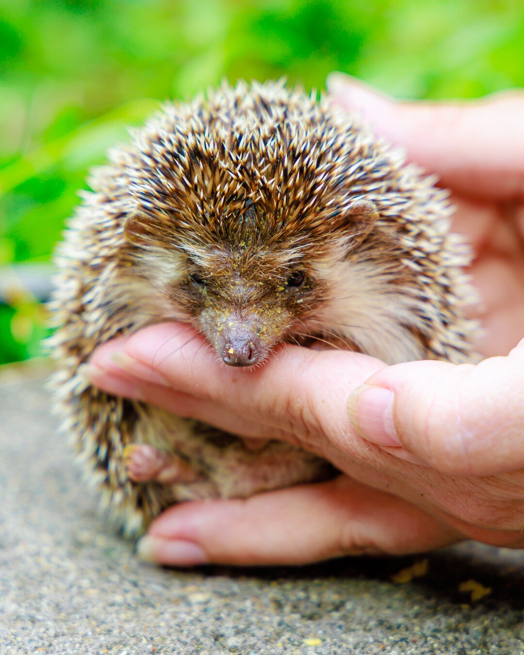 🦔 #HedgehogBabiesForSale &mdash; This rockstar (Get it, because he's on a rock wall?) is a bit of a messy eater&hellip;don't mind the schmutz on his snout! If this Dark Chocolate/Gray male keeps it up, we'll need to invent napkins for hedgies! 😆

?