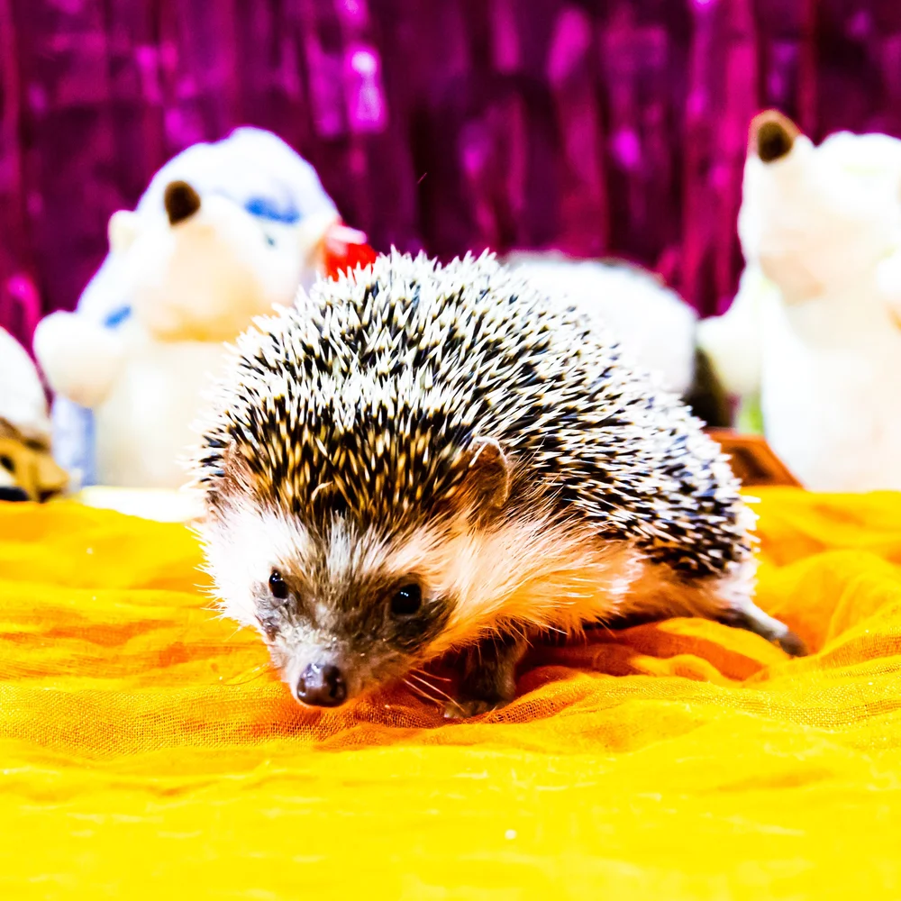 Can Hedgehogs Have Watermelon