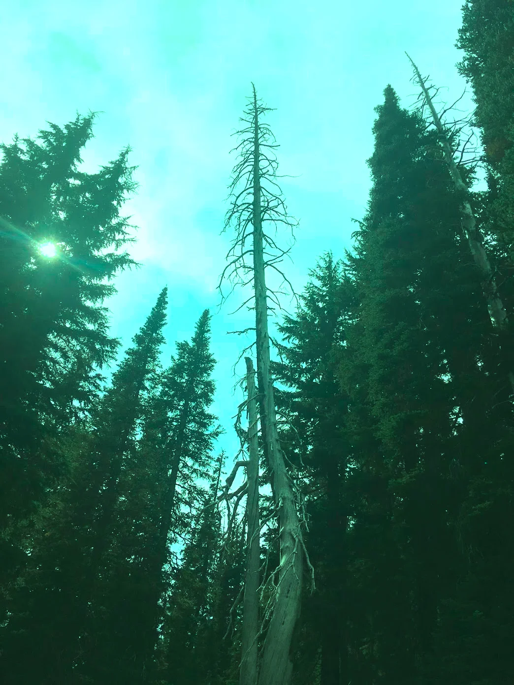 evergreen backdrop square space.jpg