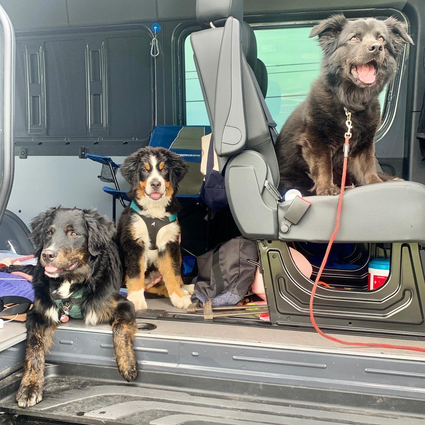 The pack has joined my mobile office routine. They are quite content pulling up to the skate park 🛹 to watch the kids while I work.