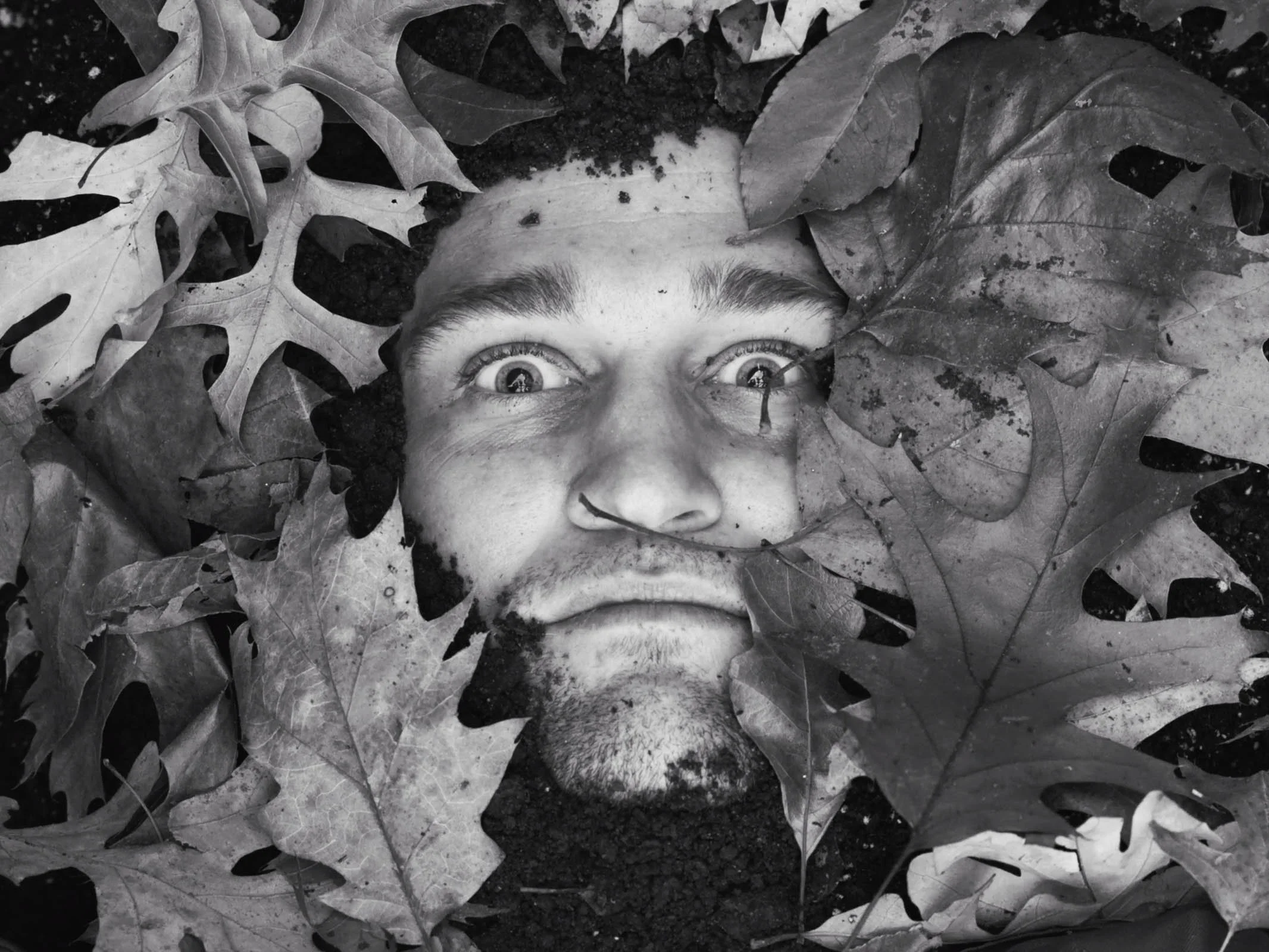 Leaves.jpg