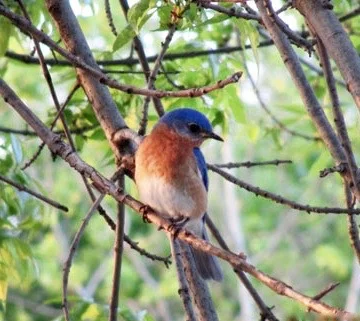 branch supporting bird.JPG