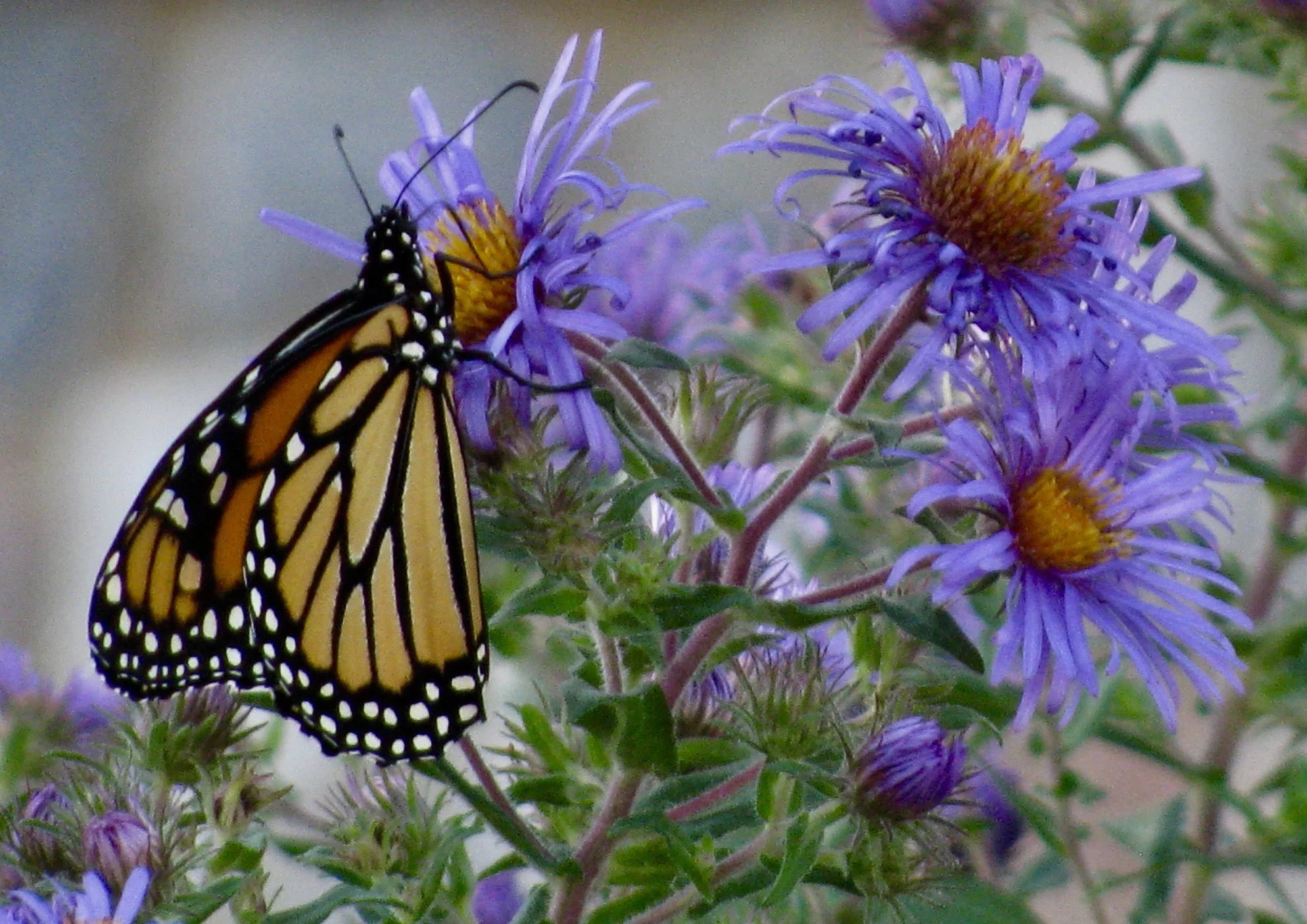 Metaphors, monarchs and case studies