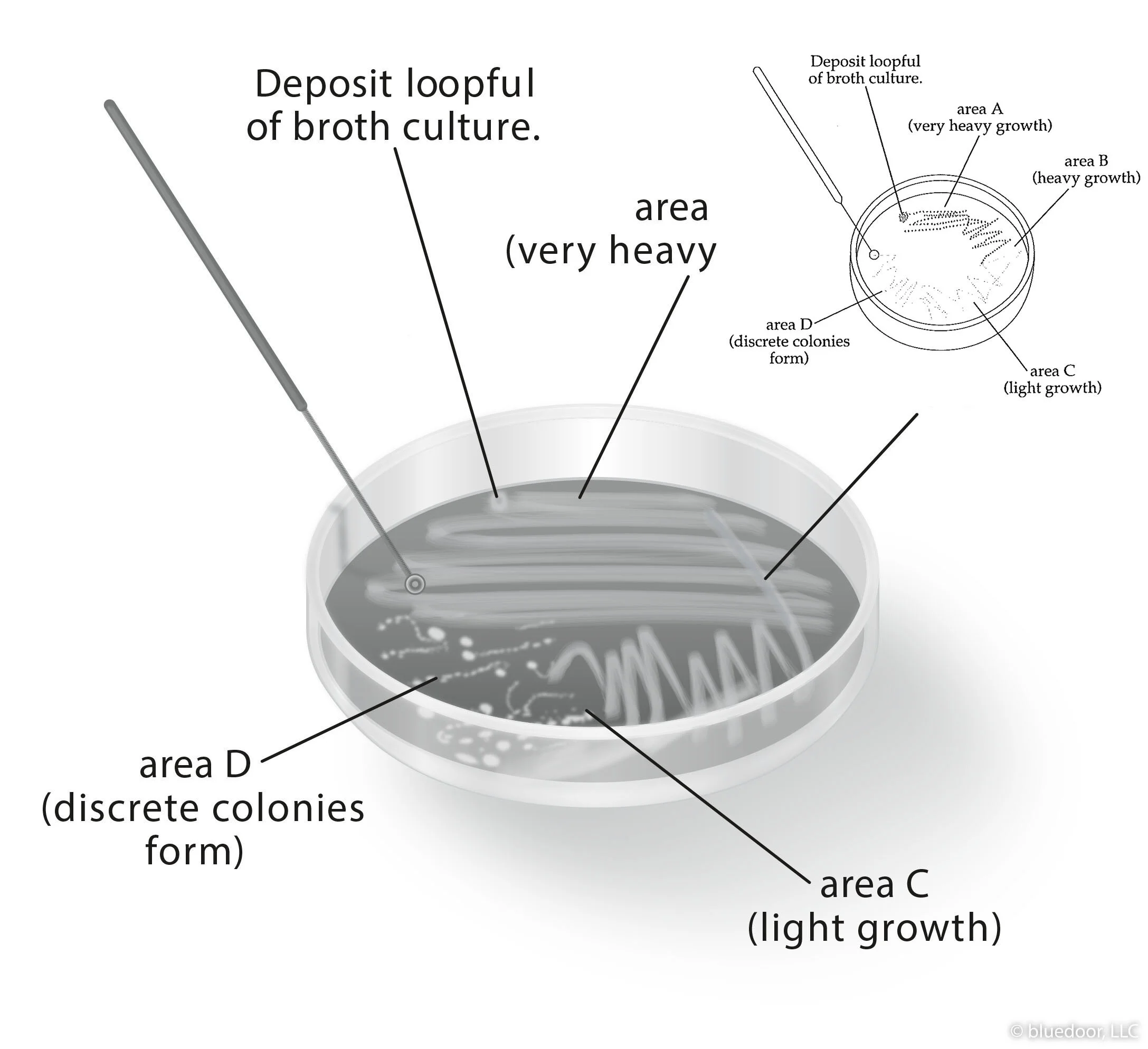 streak_plate_ti copy.jpg