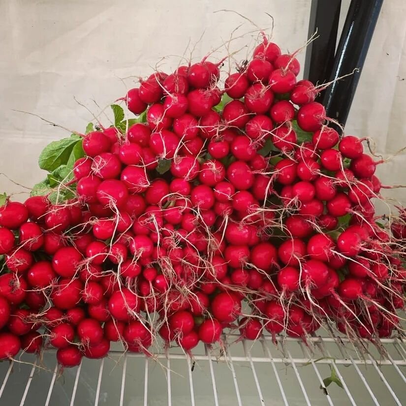 Feels good to see a big ol' pile of radishes on the wash table again! The sunshine this past week really helped the spring veg in the tunnels and greenhouse size up, and we'll be at the market tomorrow with:

Radishes
Turnips
Arugula
Salad
Spinach
Ka