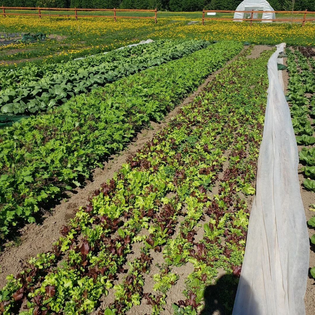 This is all going to get flooded by tomorrow. If you want some produce or you want to help us get ready for the flood, please come down to the farm, 3527 river dr. Stay safe friends