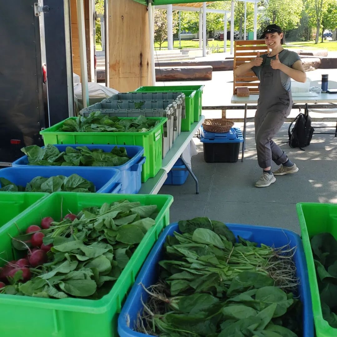Pop up market time! Haze is at market square will all kinds of green goodness rescued from rising flood waters.

We've got spinach, lettuce, radishes, turnips bok choi, kale and more. Open now until we sell out, or 7 pm at the latest.

Thanks for the