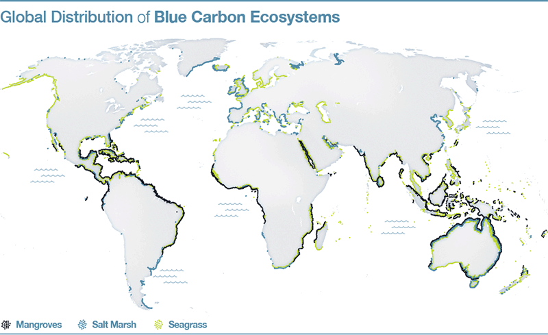 The Blue Carbon Initiative