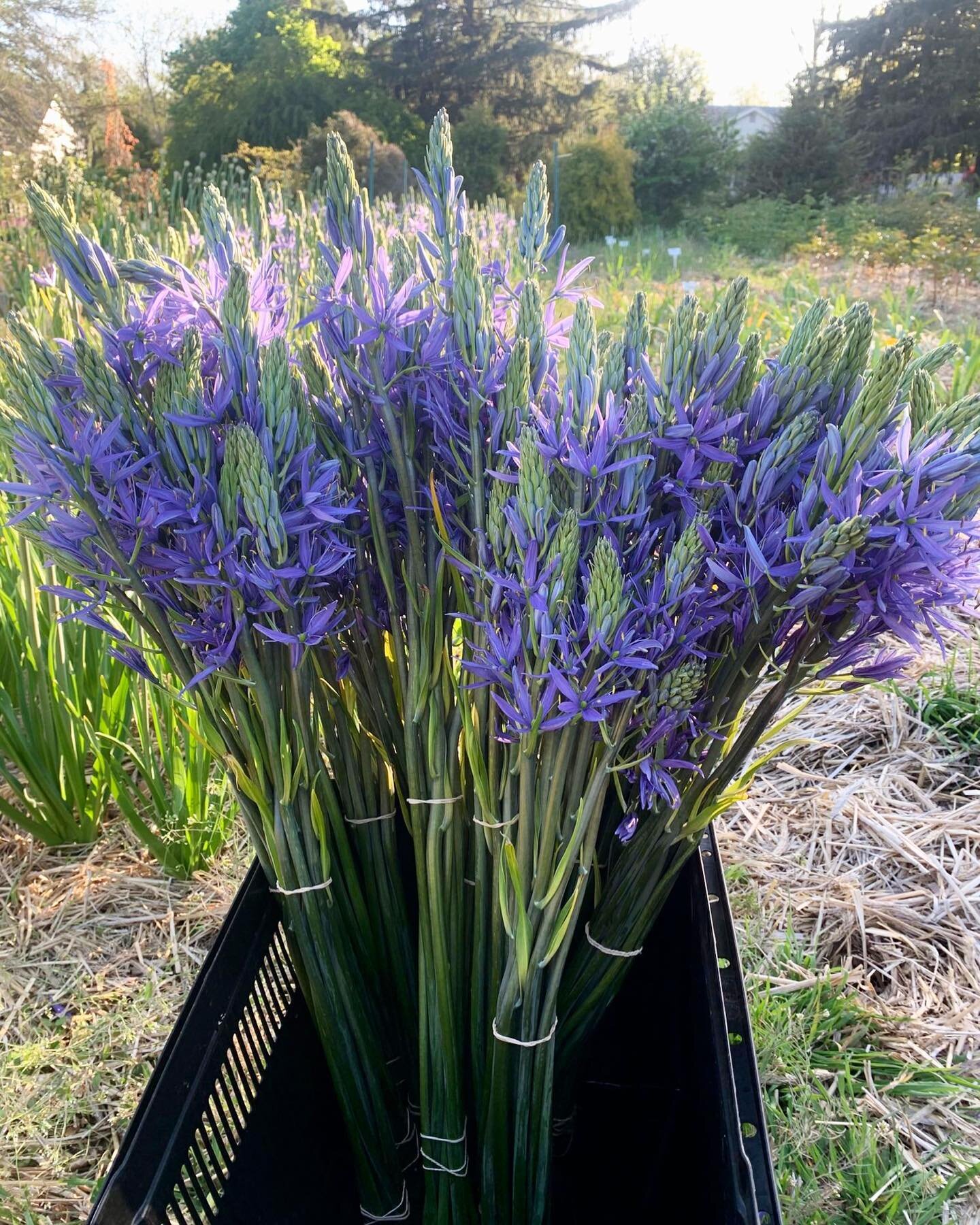 Want to add something to your arrangement that makes people stop and say &ldquo;WOW! What is that????&rdquo;? There&rsquo;s still some fun and extraordinary bunches left for pre order on Rooted that will do just that! 💜