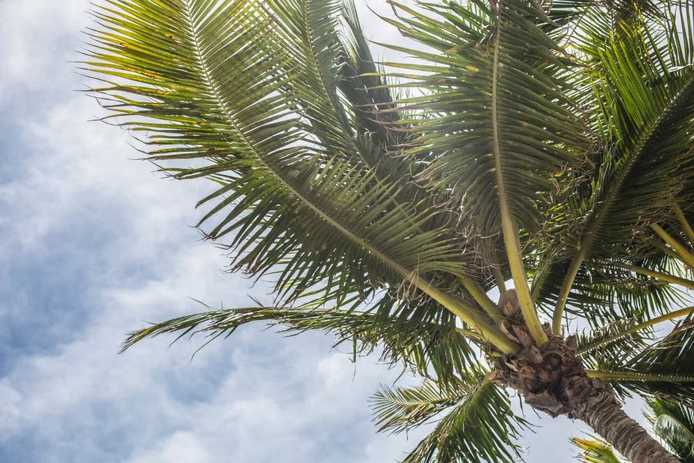 palm trees.jpeg