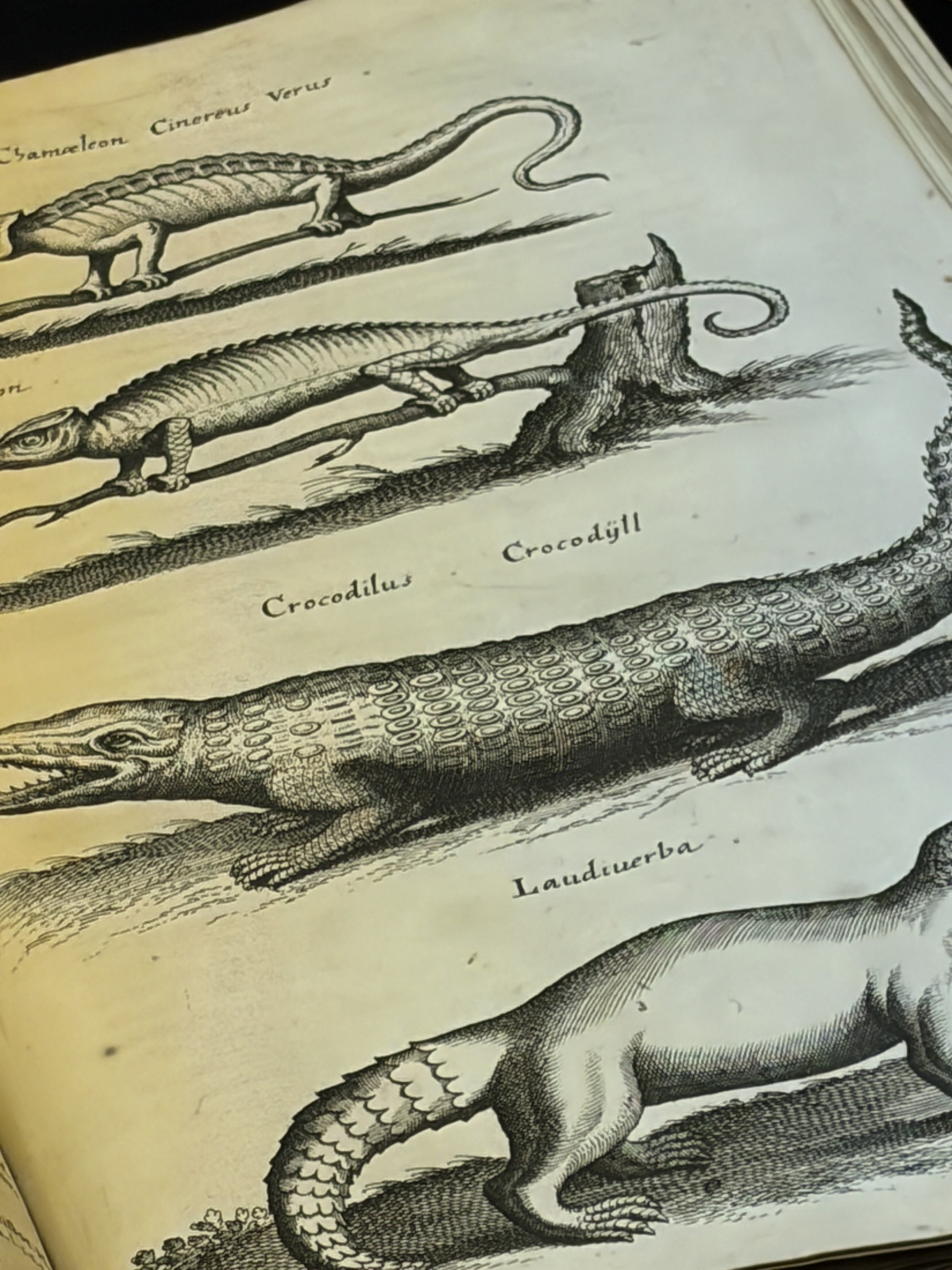 Wandering and Wondering: The Linnean Society — Rue Pigalle