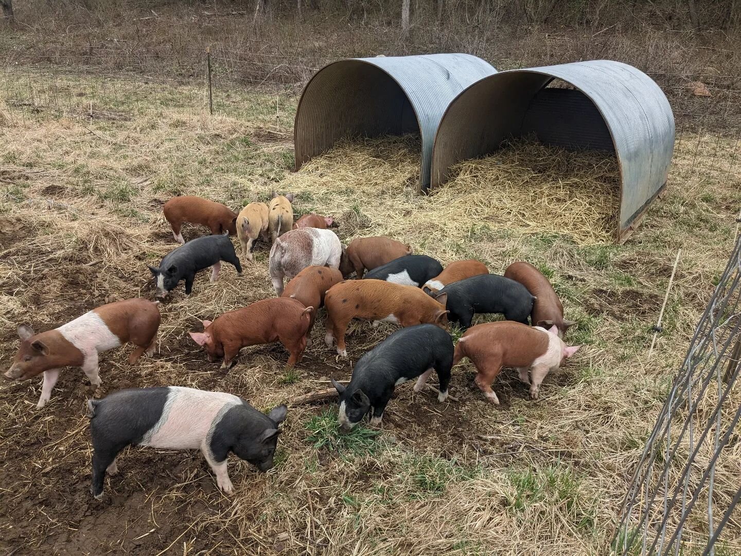 Piglets making themselves at home. 🐖