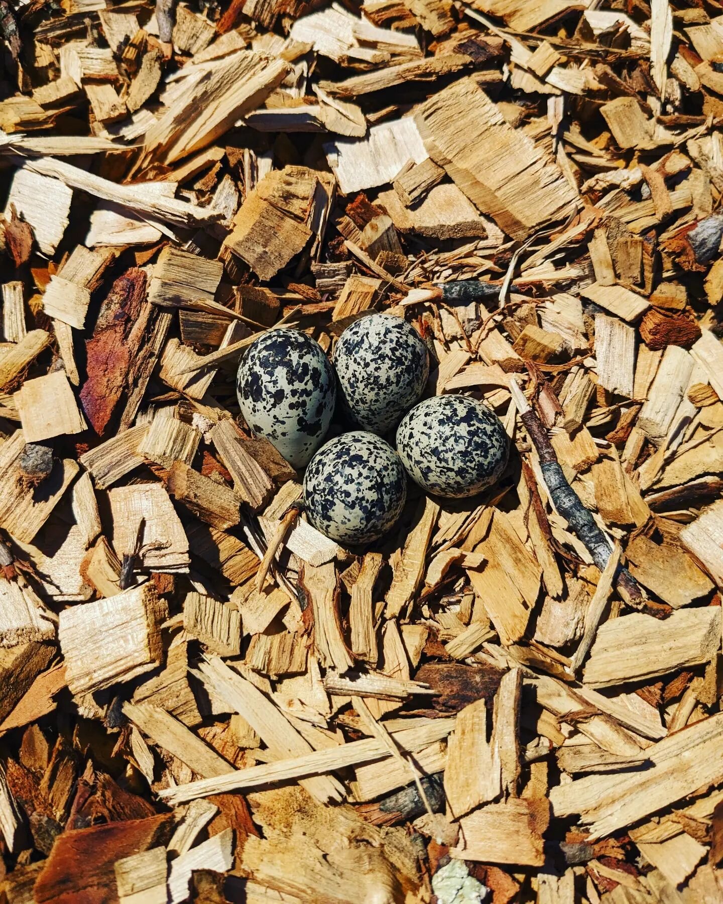 Happy Easter Monday! Here's a sign of spring we found in the asparagus patch this morning. Some beautiful speckled killdeer eggs 😍