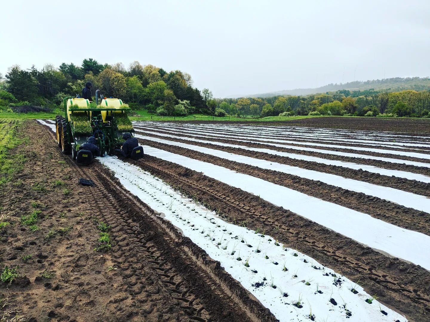 Planting some onions. 120,000 onions!