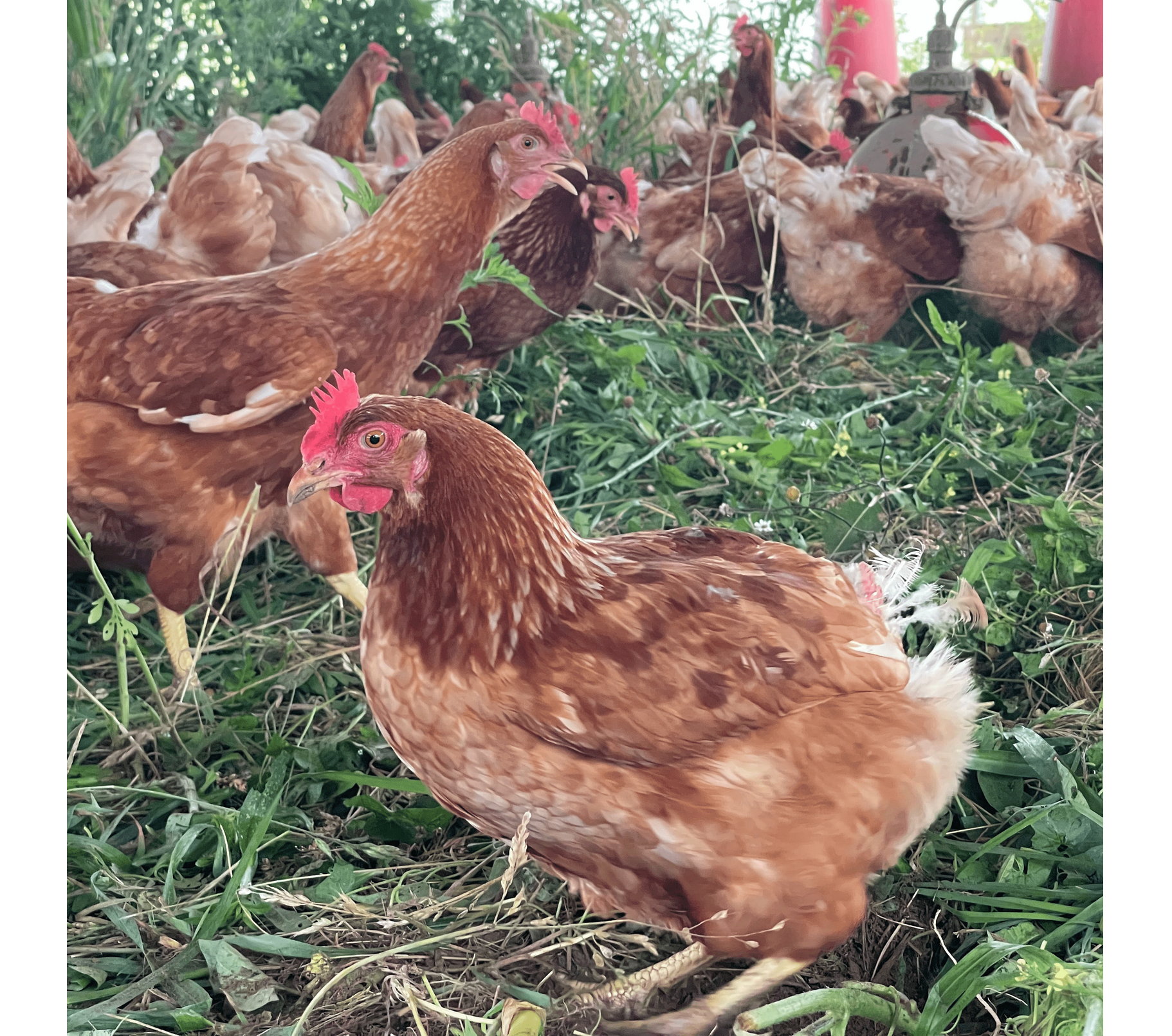 Screenshot 2026-02-12 at 14-34-52 Pullet Ordering 2026.png