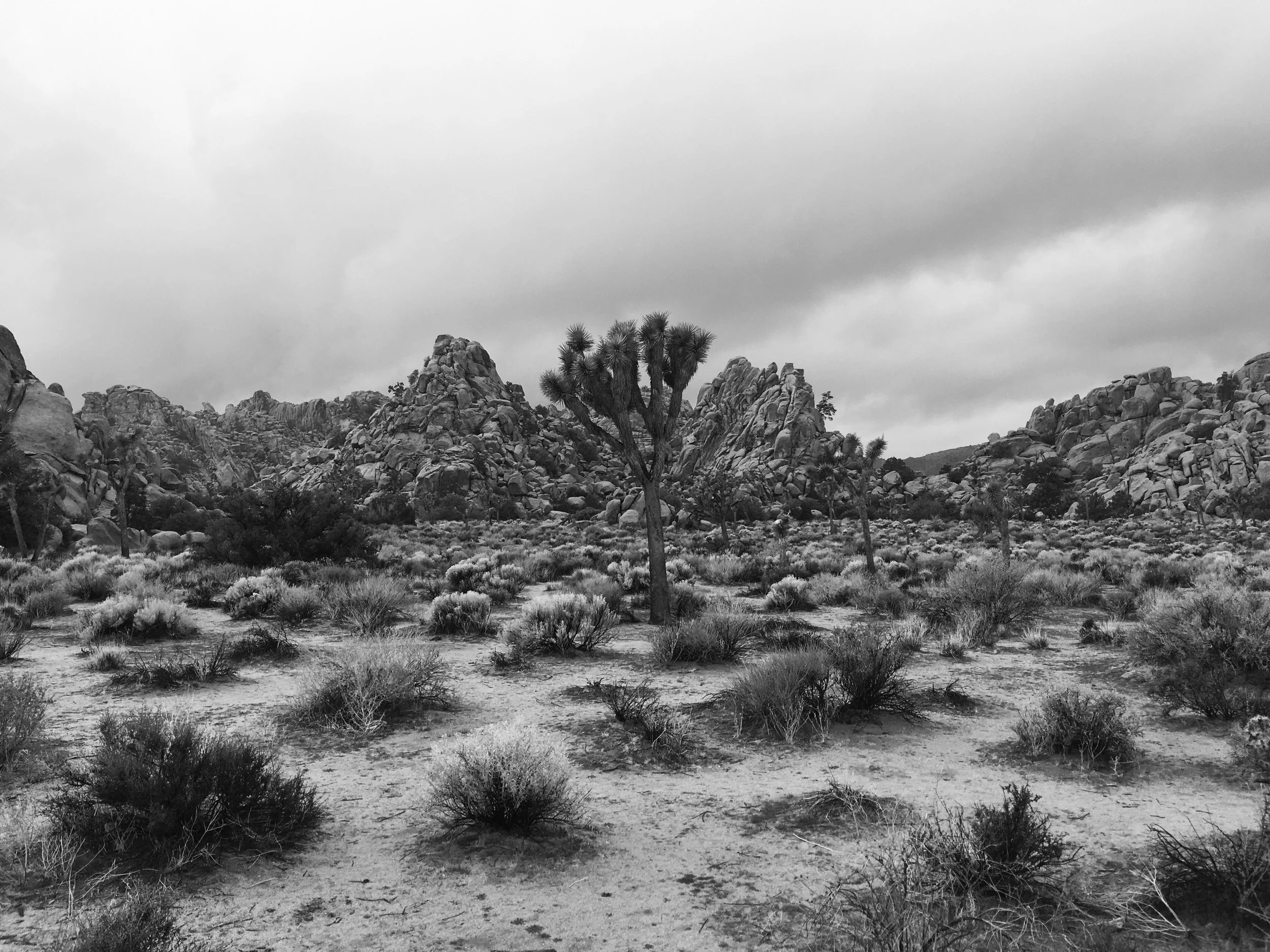 Joshua Tree BW2.jpeg