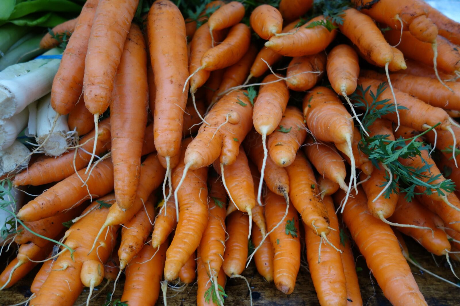 carrot.jpeg