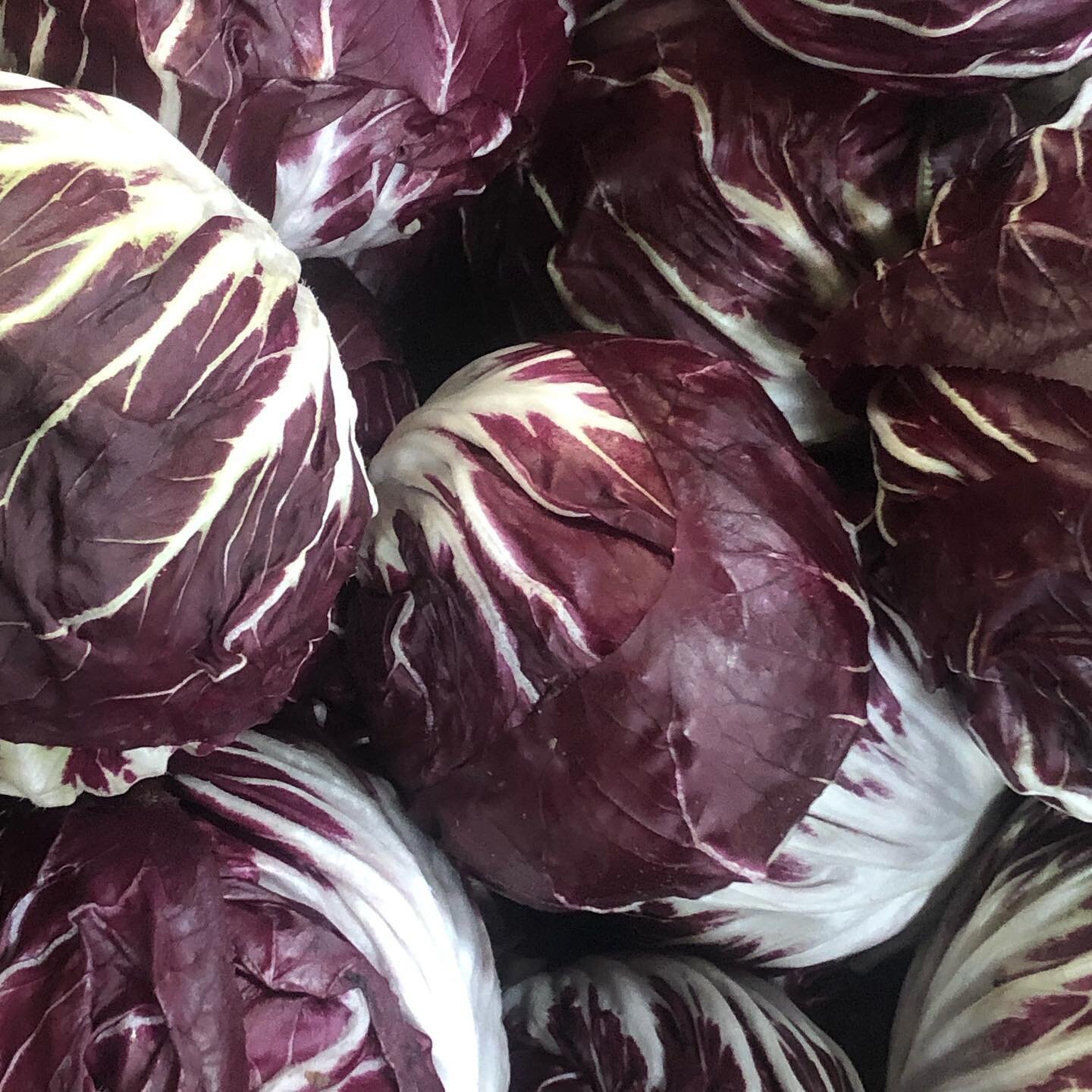 Come climb into a little basket of radicchio heaven- we&rsquo;re at the @berkgrown holiday market today until 2! Find us at the Housy Dome and load up on all the fixings for your holiday table- roots, potatoes, garlic, squashes and more.