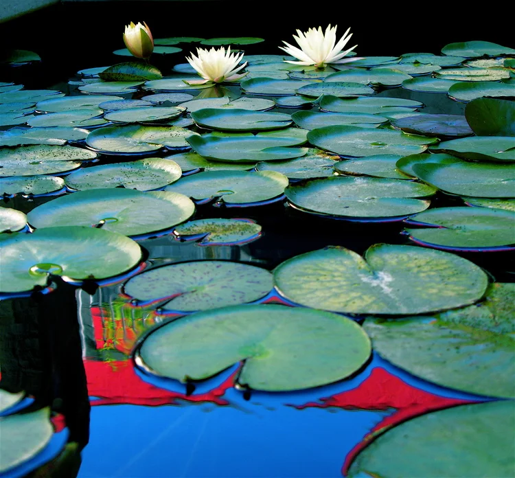 A Gallery Lily Pond in the Sculpture Garden
