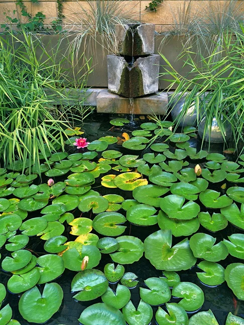 A Gallery Lily Pond in the Sculpture Garden