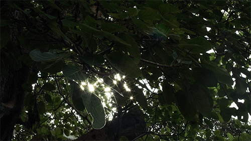 The Perfect Light Project 