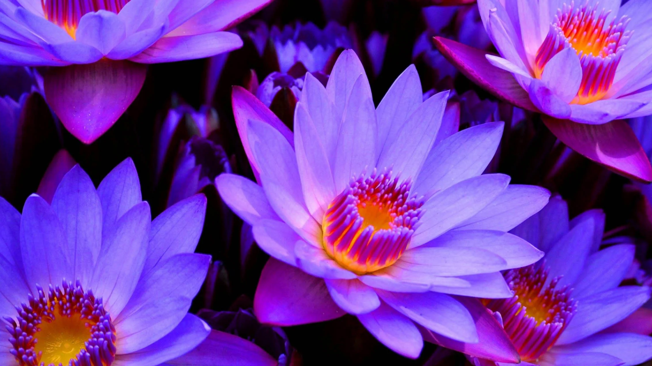 The Benefits Of Blue Lotus Flower Nymphaea Caerulea Kades Healthy Products And Testing Llc