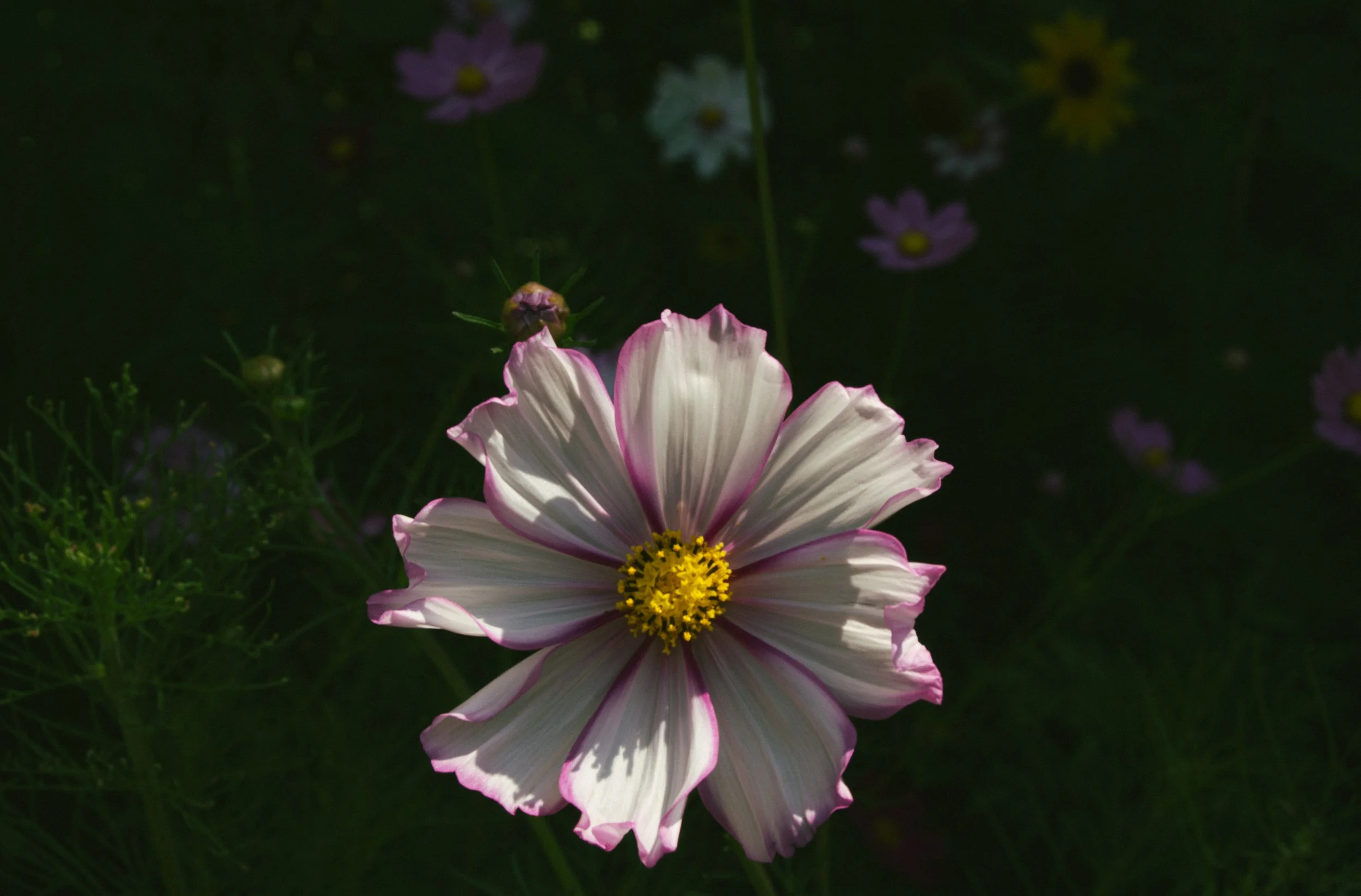 DSC_0052.jpg