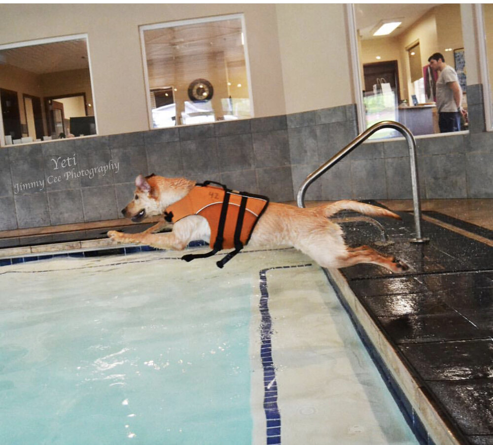 how do i keep my dog out of the swimming pool