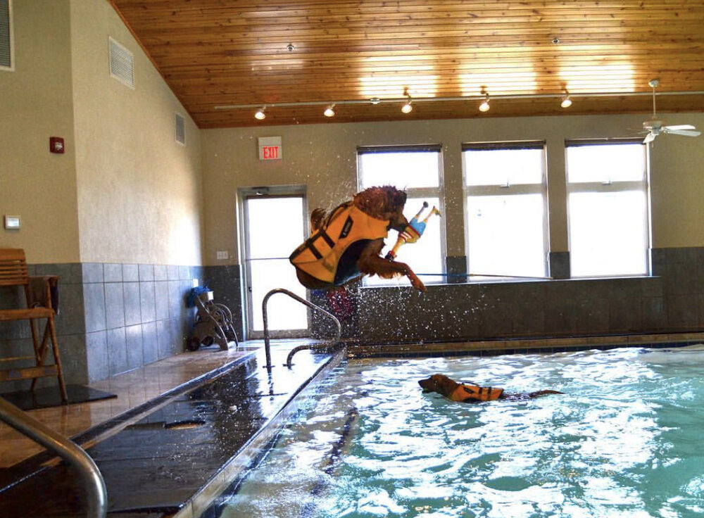 dog indoor pool near me